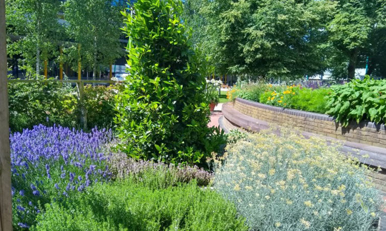 Coventry University's edible herb garden in the summer.
