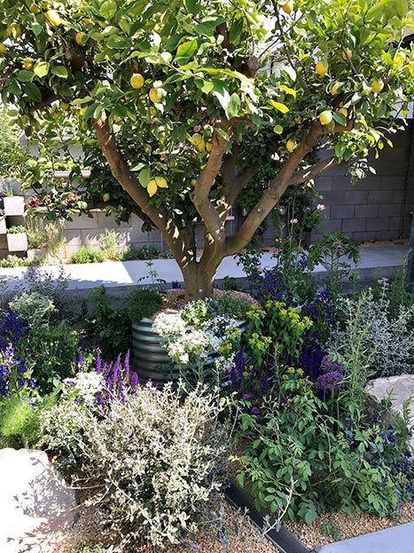 The Lemon Tree Trust garden at the Chelsea Flower Show.