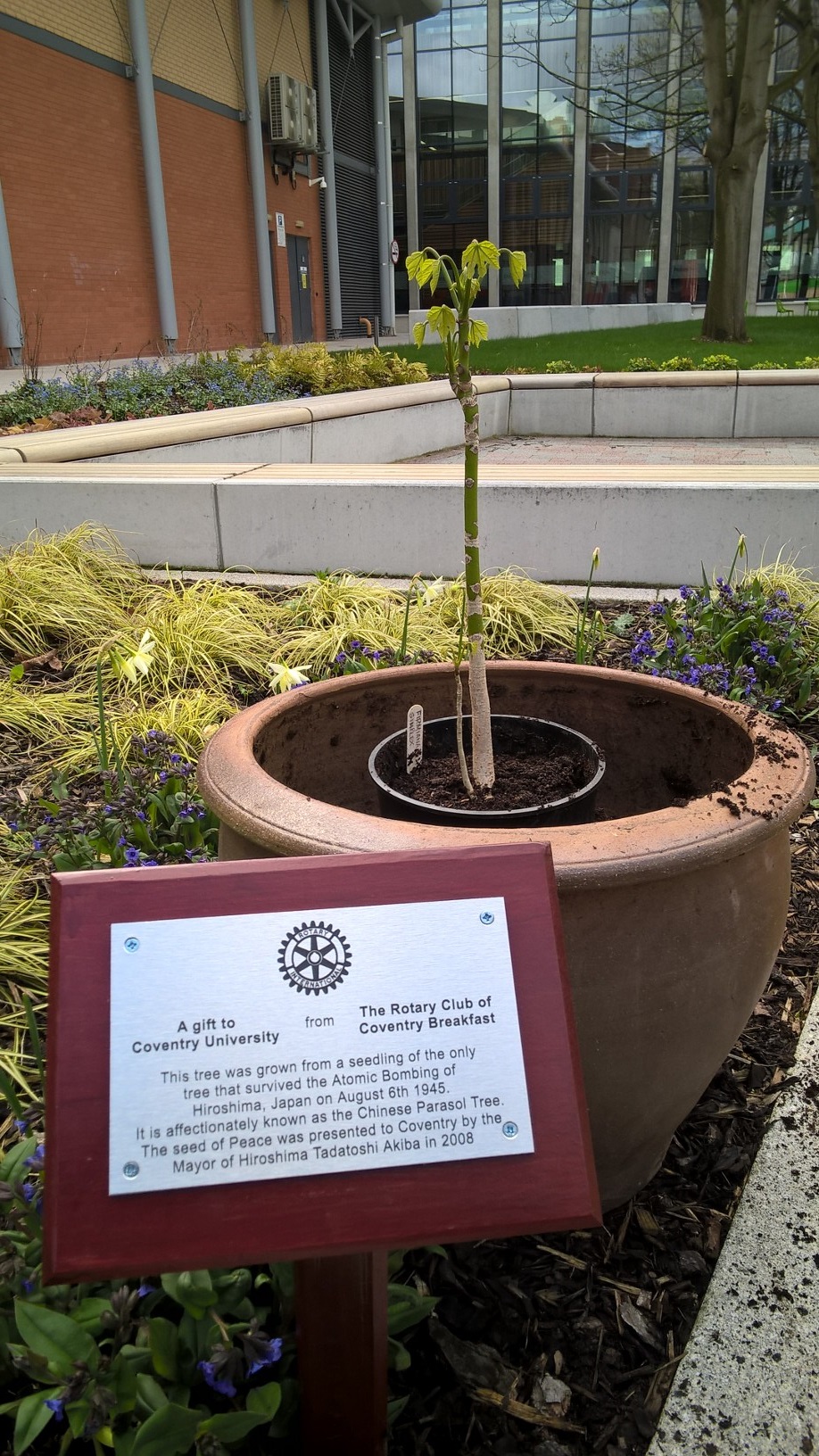 The tree planted at Coventry University