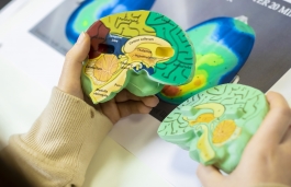Hand holding a brain shaped guide to the insides of the brain